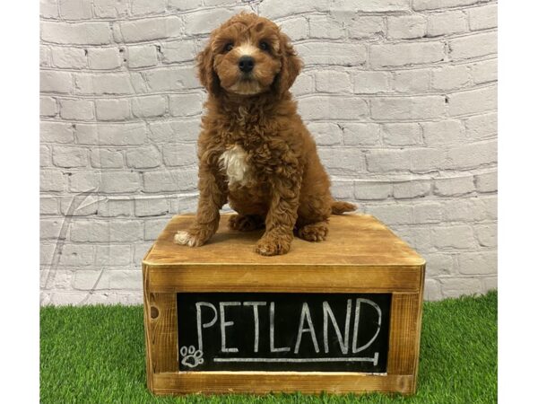 2nd Generation Mini Goldendoodle-DOG-Male-Red-27366-Petland Lake St. Louis & Fenton, MO