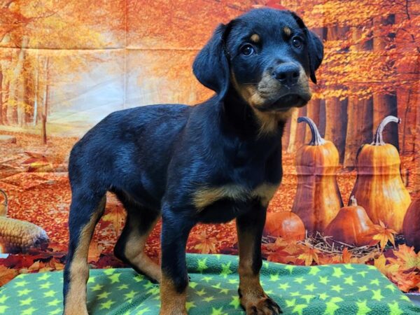 Rottweiler-DOG-Female-Black and Mahogany-203-Petland Lake St. Louis & Fenton, MO
