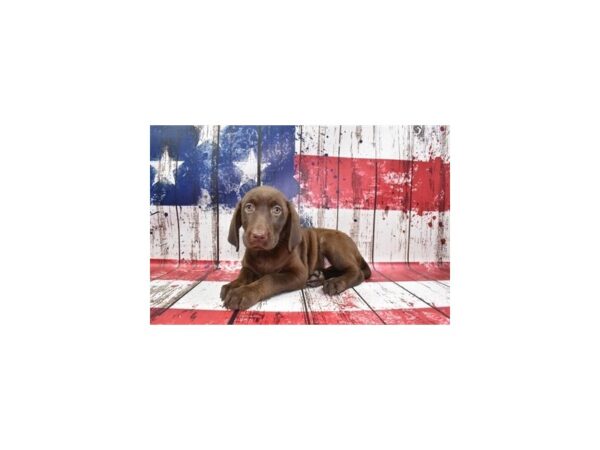Labrador Retriever-DOG-Female-Chocolate-27372-Petland Lake St. Louis & Fenton, MO