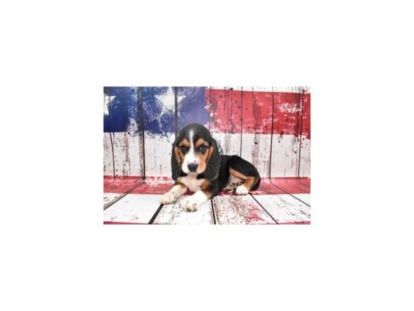 Beagle-DOG-Male-Black White and Tan-27370-Petland Lake St. Louis & Fenton, MO
