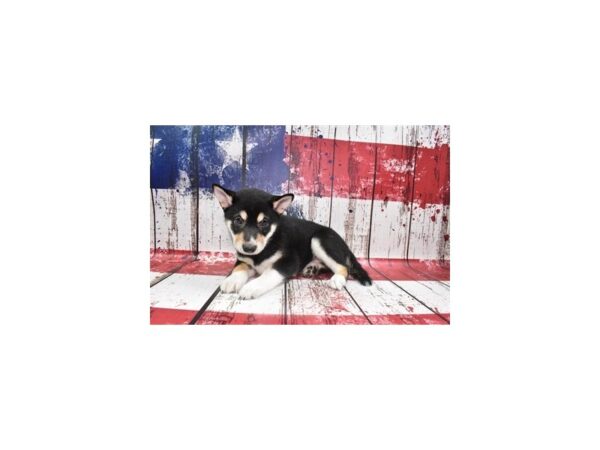 Shiba Inu DOG Female Black and Tan 222 Petland Lake St. Louis & Fenton, MO