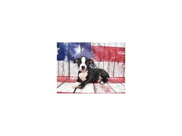 Boston Terrier-DOG-Female--27380-Petland Lake St. Louis & Fenton, MO