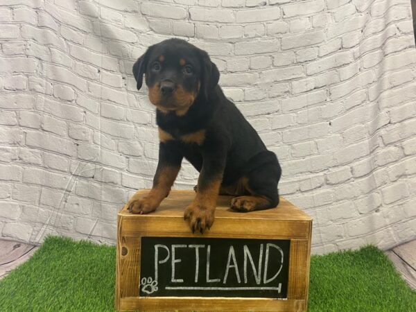Rottweiler-DOG-Female-Black / Tan-27385-Petland Lake St. Louis & Fenton, MO