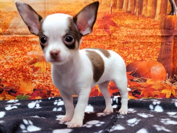 Chihuahua-DOG-Female-Brown / White-211-Petland Lake St. Louis & Fenton, MO