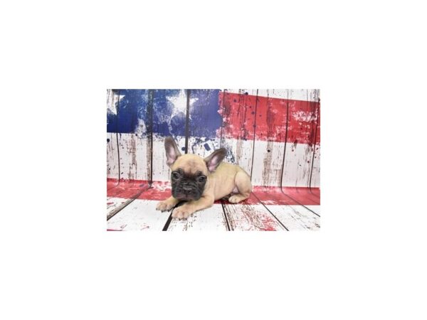 French Bulldog-DOG-Male-Fawn-27392-Petland Lake St. Louis & Fenton, MO