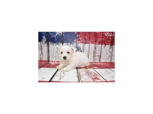 West Highland White Terrier-DOG-Male-White-27397-Petland Lake St. Louis & Fenton, MO
