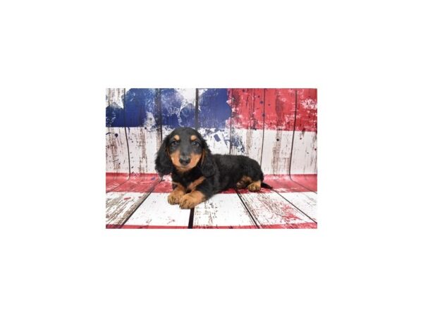 Dachshund DOG Male Black and Tan 27391 Petland Lake St. Louis & Fenton, MO