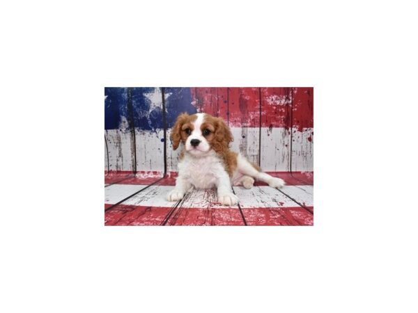 Cavalier King Charles Spaniel DOG Male Blenheim 27399 Petland Lake St. Louis & Fenton, MO