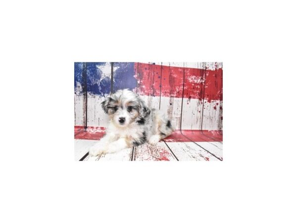Mini Aussiedoodle-DOG-Female-Merle-27402-Petland Lake St. Louis & Fenton, MO