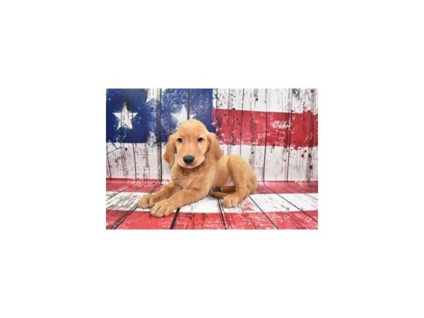 Golden Retriever-DOG-Female-Dark Golden-27394-Petland Lake St. Louis & Fenton, MO