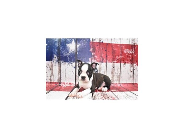 Boston Terrier-DOG-Female-Black Brindle and White-257-Petland Lake St. Louis & Fenton, MO