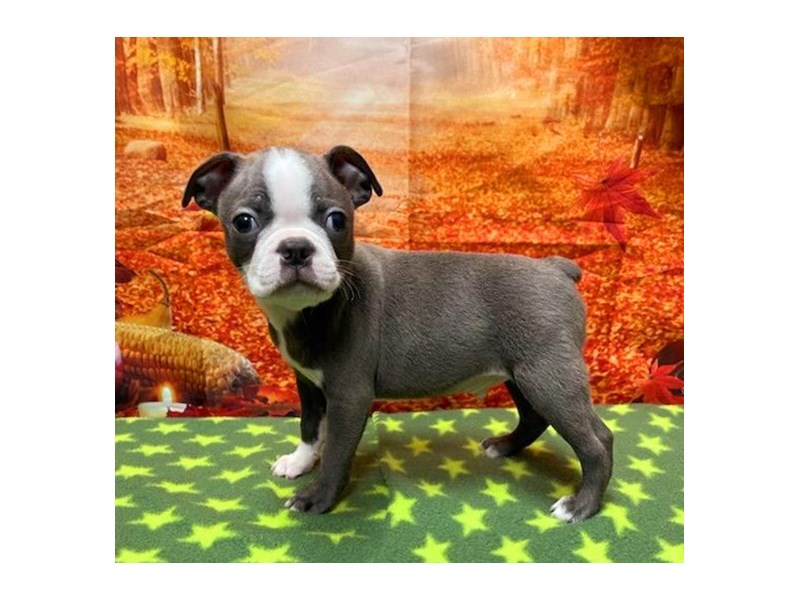 Boston TerrierDOGMaleBlue3796604Petland Lake St. Louis & Fenton, MO