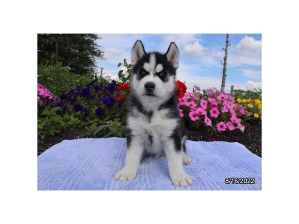 Siberian Husky-DOG-Male-Black / White-270-Petland Lake St. Louis & Fenton, MO