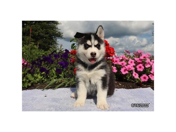 Siberian Husky-DOG-Female-Black / White-27415-Petland Lake St. Louis & Fenton, MO