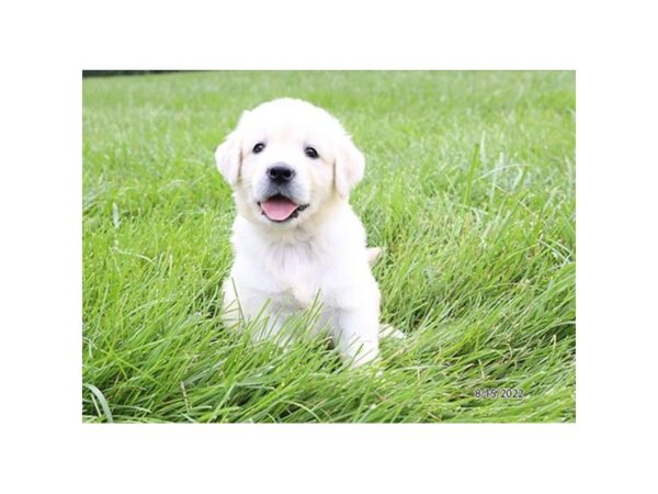 Golden Retriever-DOG-Female-Cream-27412-Petland Lake St. Louis & Fenton, MO