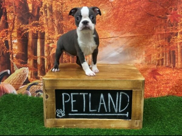 Boston Terrier-DOG-Male-Blue-27407-Petland Lake St. Louis & Fenton, MO