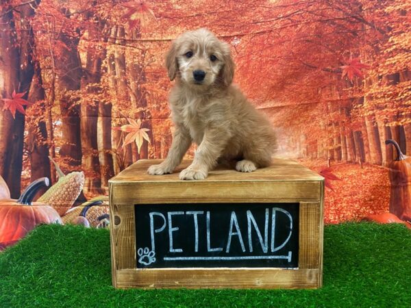 Mini Goldendoodle-DOG-Male-Red-27418-Petland Lake St. Louis & Fenton, MO