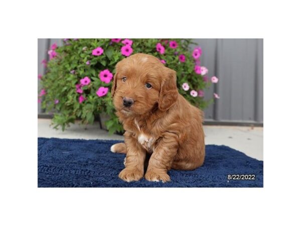 Goldendoodle Mini-DOG-Male-Red-27436-Petland Lake St. Louis & Fenton, MO
