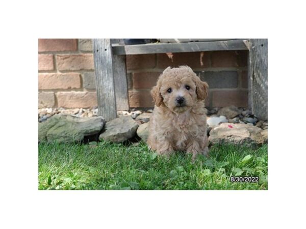 Bichonpoo-DOG-Female-Apricot-27435-Petland Lake St. Louis & Fenton, MO