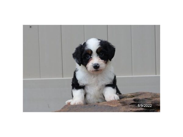 Aussiedoodle Mini-DOG-Female-Black-27437-Petland Lake St. Louis & Fenton, MO