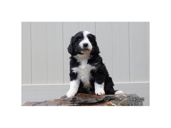 Aussiedoodle Mini-DOG-Male-Black-27438-Petland Lake St. Louis & Fenton, MO