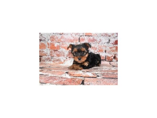Yorkshire Terrier-DOG-Male-Black and Gold-27449-Petland Lake St. Louis & Fenton, MO