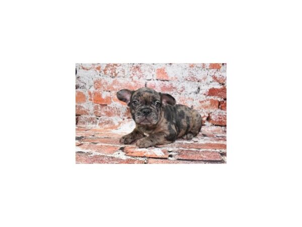 French Bulldog-DOG-Male-Red Merle-27448-Petland Lake St. Louis & Fenton, MO