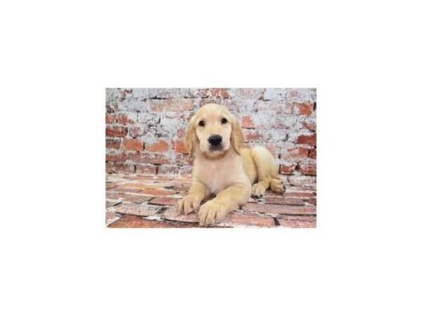 Golden Retriever-DOG-Male-Golden-299-Petland Lake St. Louis & Fenton, MO