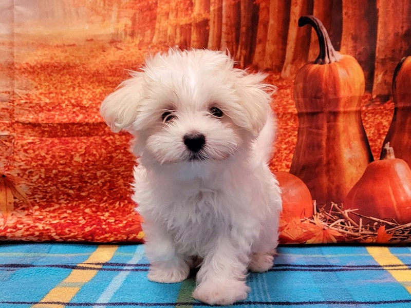 Maltese Puppy WHITE ID302 Located at Petland Lake St. Louis & Fenton, MO