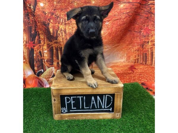 German Shepherd-DOG-Male-BLACK & TAN-27445-Petland Lake St. Louis & Fenton, MO