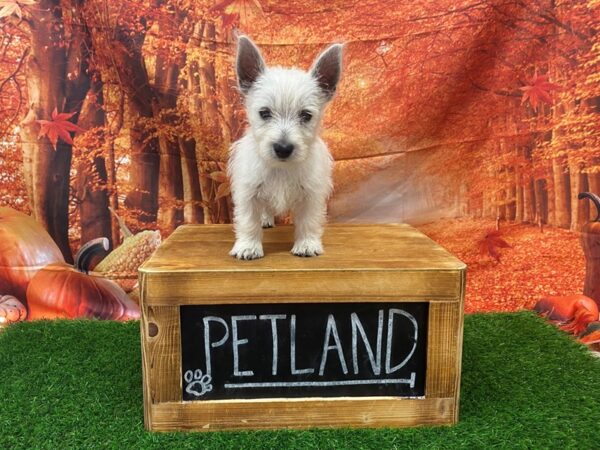 West Highland White Terrier-DOG-Male-White-27434-Petland Lake St. Louis & Fenton, MO