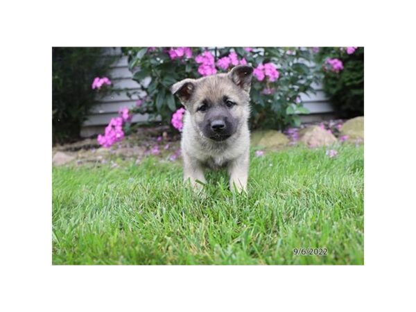 Norwegian Elkhound-DOG-Female-Black / Silver-27464-Petland Lake St. Louis & Fenton, MO