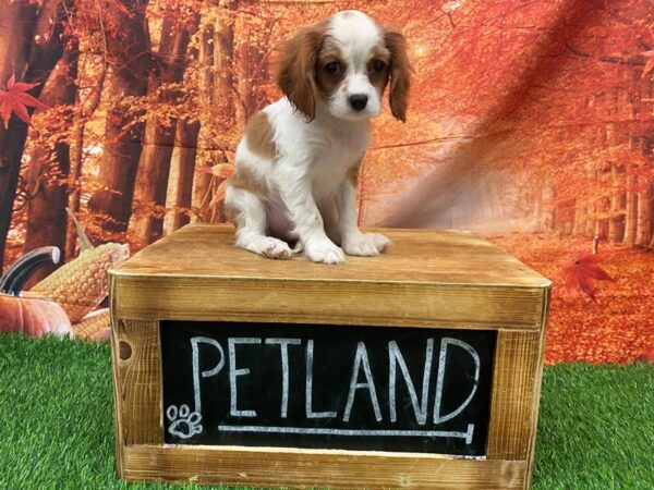 Cavalier King Charles Spaniel DOG Male BLENHEIM 27441 Petland Lake St. Louis & Fenton, MO
