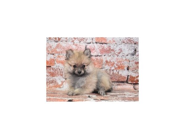 Pomeranian-DOG-Female-Cream Sable-27476-Petland Lake St. Louis & Fenton, MO