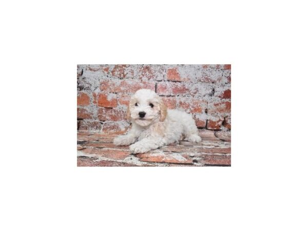 Bichon Poo-DOG-Female-White and Apricot-27482-Petland Lake St. Louis & Fenton, MO