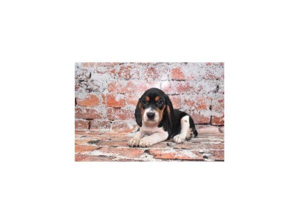 Beagle-DOG-Female-Black White and Tan-27474-Petland Lake St. Louis & Fenton, MO