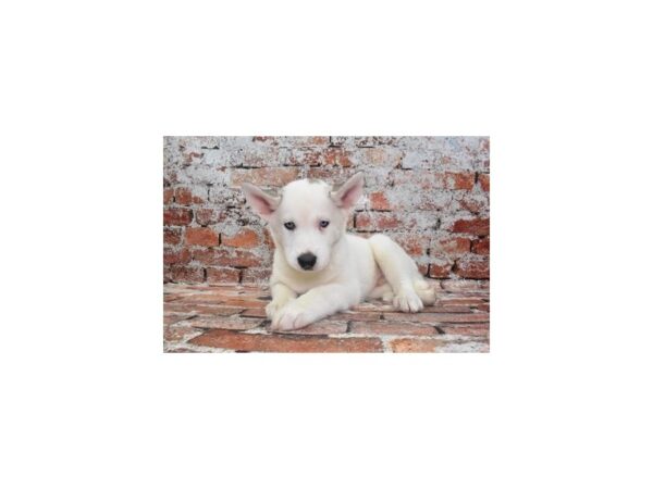 Siberian Husky-DOG-Male-Grey and White-27478-Petland Lake St. Louis & Fenton, MO