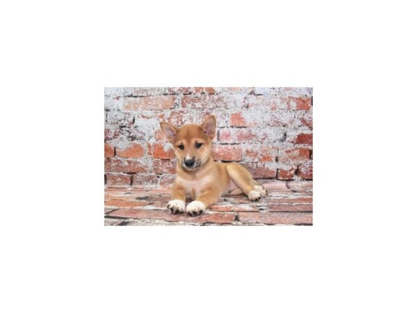 Shiba Inu-DOG-Male-Red-27477-Petland Lake St. Louis & Fenton, MO
