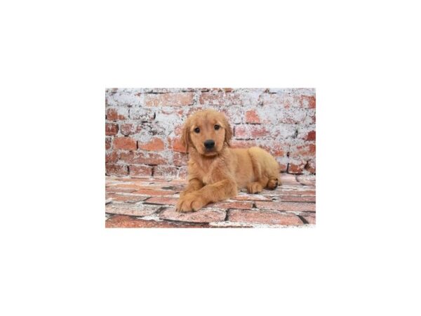 Golden Retriever-DOG-Female-Dark Golden-313-Petland Lake St. Louis & Fenton, MO