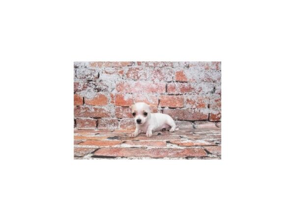 Chihuahua-DOG-Female-Cream and White-27475-Petland Lake St. Louis & Fenton, MO