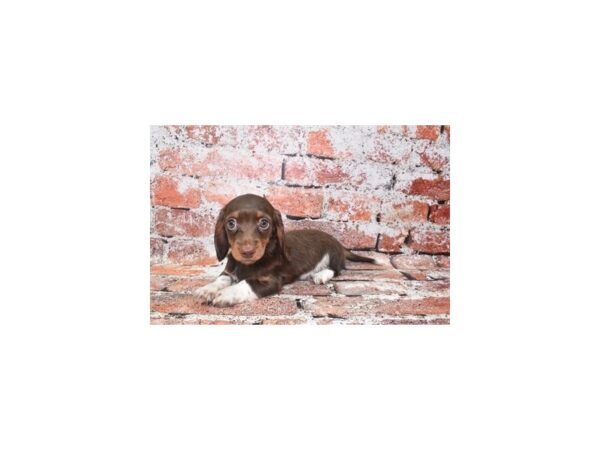 Dachshund-DOG-Female-Chocolate and Tan-316-Petland Lake St. Louis & Fenton, MO