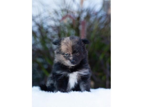 Pomeranian-DOG-Female-Blue Merle-27484-Petland Lake St. Louis & Fenton, MO