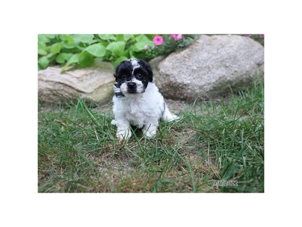 Havanese-DOG-Female-Black-27485-Petland Lake St. Louis & Fenton, MO