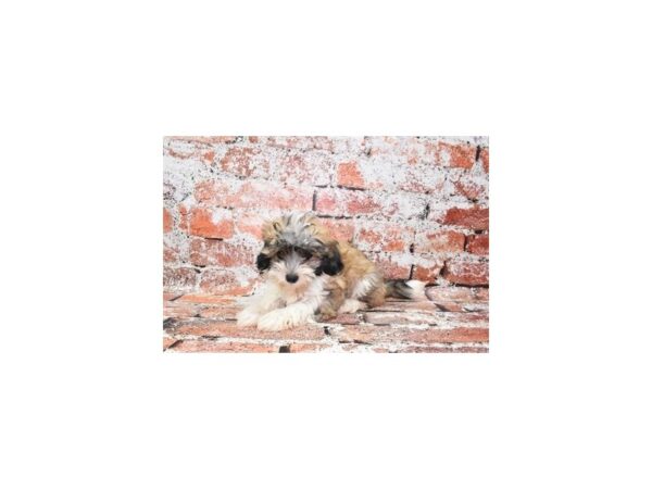 Hava Tzu-DOG-Female-Gold-27494-Petland Lake St. Louis & Fenton, MO