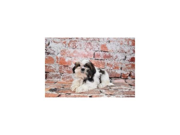 Shih Tzu-DOG-Female-Gold and White-27491-Petland Lake St. Louis & Fenton, MO