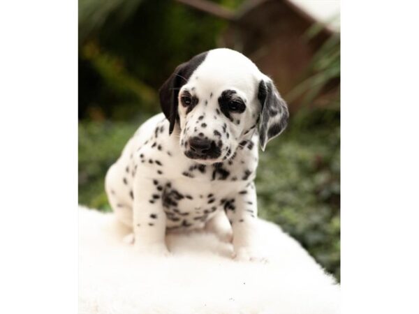 Dalmatian-DOG-Female-Black / White-27499-Petland Lake St. Louis & Fenton, MO