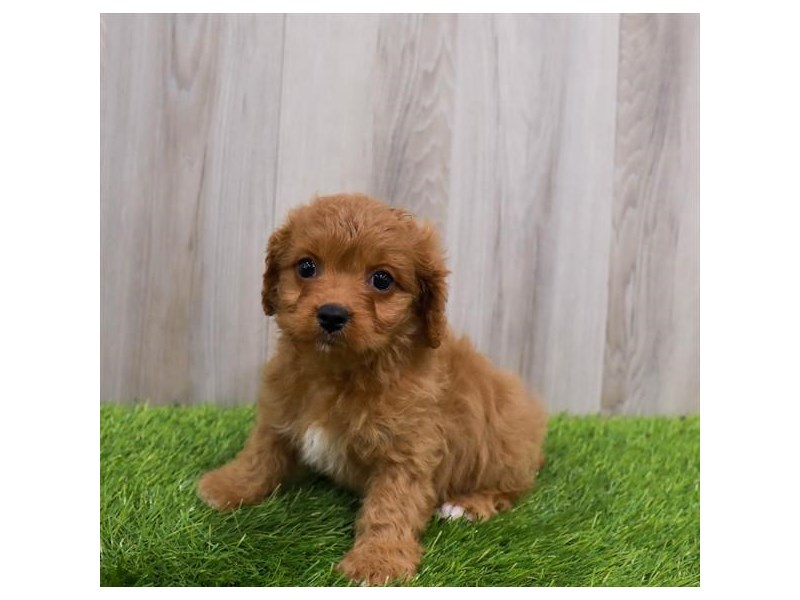 Cavapoo Puppy Ruby ID:337 Located at Petland Lake St. Louis & Fenton, MO
