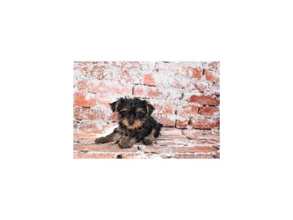Yorkshire Terrier-DOG-Female-Black and Tan-27505-Petland Lake St. Louis & Fenton, MO