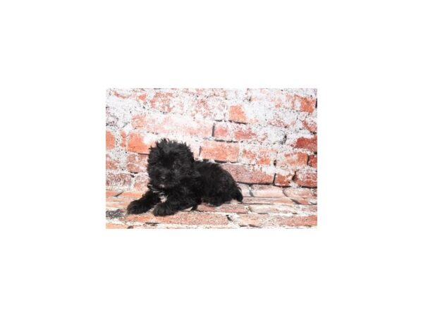 Shih -Poo DOG Female Black 27507 Petland Lake St. Louis & Fenton, MO