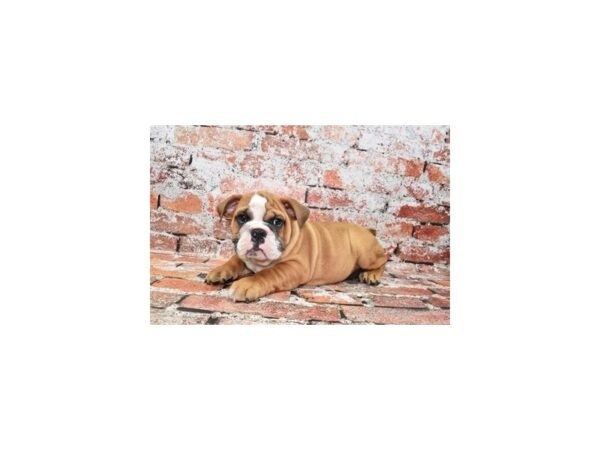 English Bulldog-DOG-Male-Red and White-27501-Petland Lake St. Louis & Fenton, MO